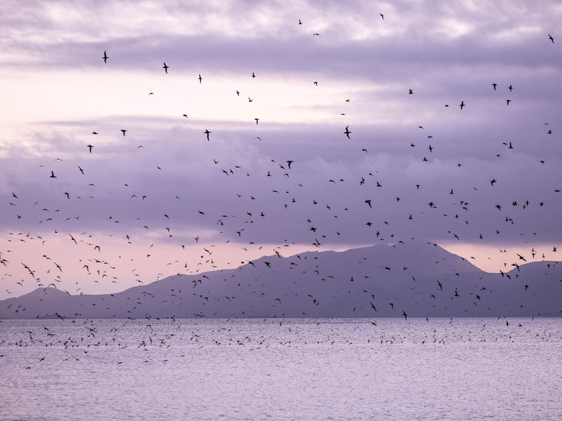 MuttonBirds