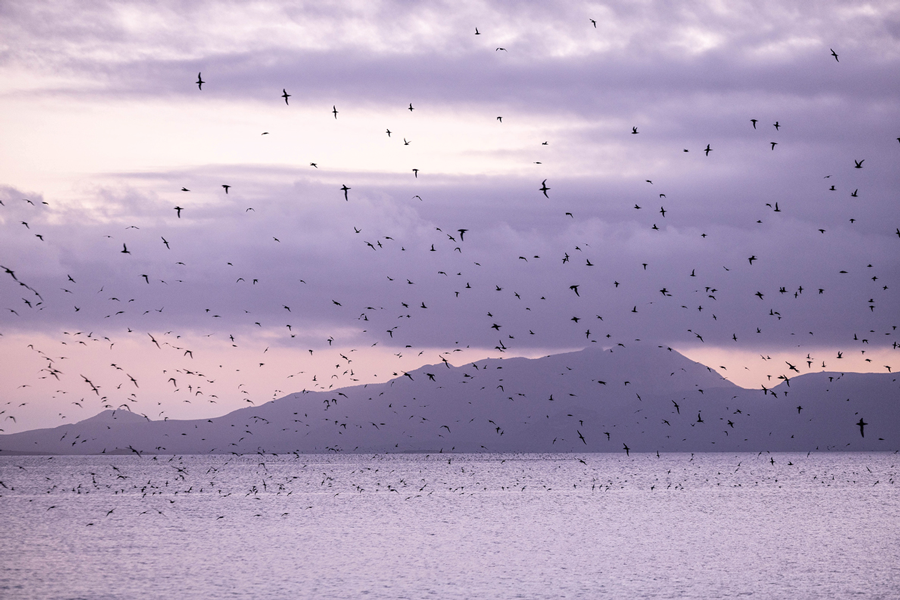 MuttonBirds